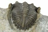 Detailed Hollardops Trilobite - Very Nice Preparation #267337-3